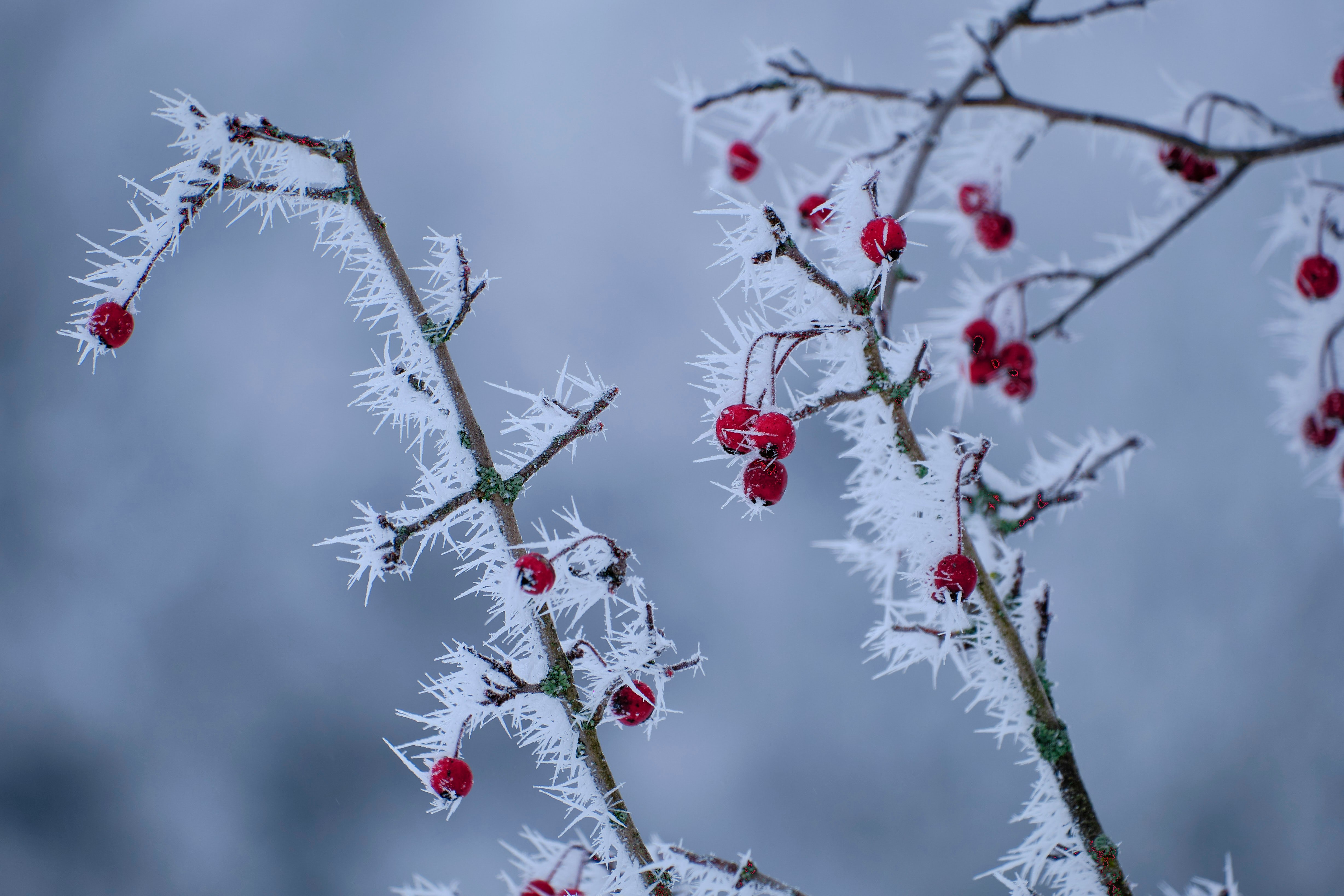 red fruits on tree branch